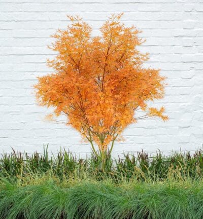 Acer palm. 'Wilson's Pink Dwarf'' - Japanse Esdoorn