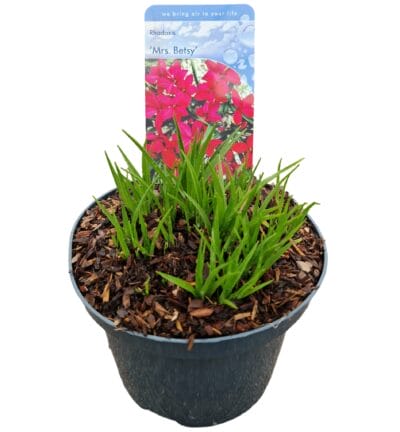 Rhodoxis Mrs Betsy - Sterretjesgras