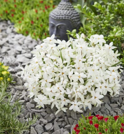 Rhodoxis Fairy Snow - Sterretjesgras