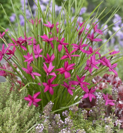 Rhodoxis Beverly - Sterretjesgras