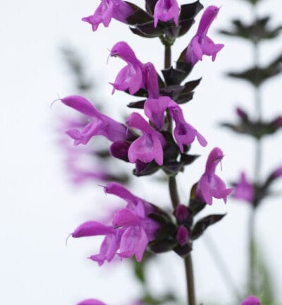 2 stuks Salvia 'Amistad Pink' in C5 liter kweekpotten - Salie