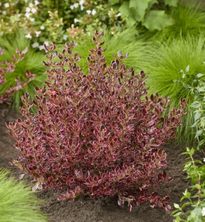 Coprosma repens Eclipse ('Aldawn'PBR) - Spiegelplant