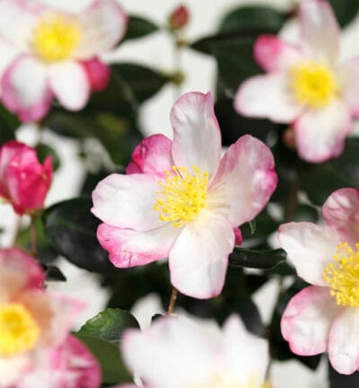 Camellia sasanqua ‘Rainbow’ - Camelia