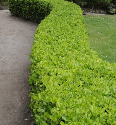 Euonymus japonicus - Kardinaalsmuts