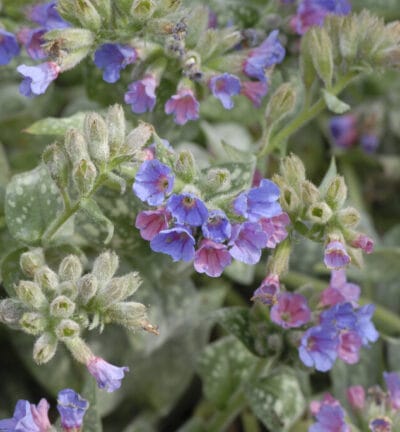 BIO Pulmonaria 'Trevi-Brunnen' - Lungenkraut