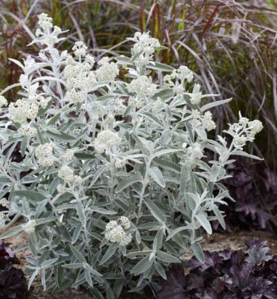 Buddleja davidii Silver Anniversary ('Morning Mist'PBR) - Schmetterlingsstrauch