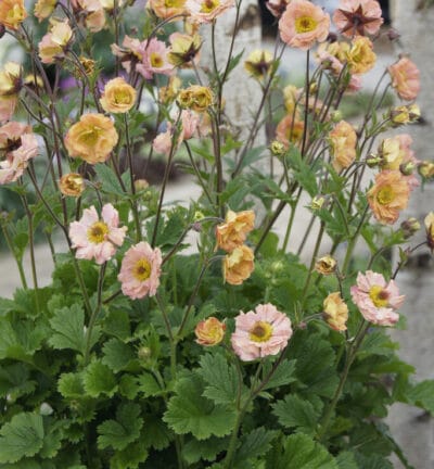 BIO Geum 'Mai Tai' - Nagelkruid