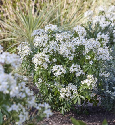 Choisya Ternata 'Greenfingers' - Choisya