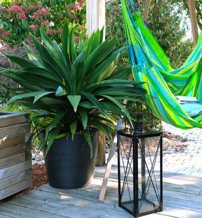 Cordyline australis 'Emerald Star' - Koolpalm