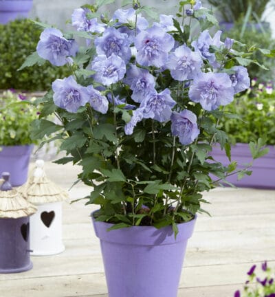 Hibiscus syriacus 'Blue Chiffon®' - Altheastruik
