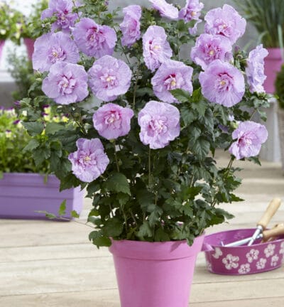 Hibiscus syriacus 'Lavender Chiffon®' - Altheastruik