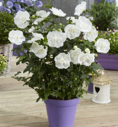 Hibiscus syriacus 'White Chiffon®' - Altheastruik