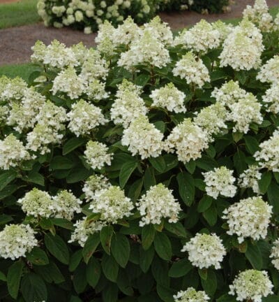 Hortensie paniculata 'Baby Lace' - Hortensie
