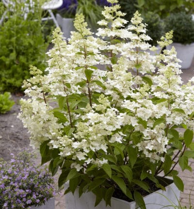 Hortensie paniculata 'Confetti' - Hortensie