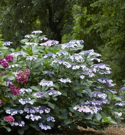 Hydrangea macrophylla 'Mariesii Perfecta' - Hortensien-Sichtschutz