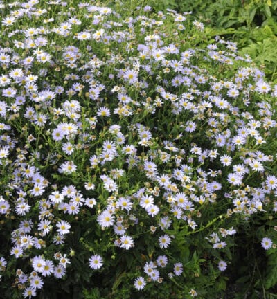 Kalimeris incisa 'Blue Star' - Zomeraster