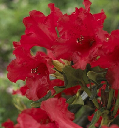 Rhododendron 'Baden-baden' - Dwerg rododendron