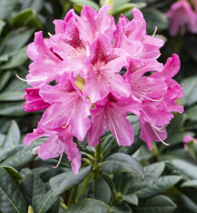 Rhododendron 'Cosmopolitan' - Rododendron