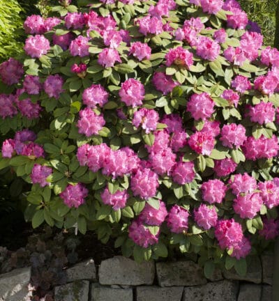 Rhododendron 'Germania' - Rododendron