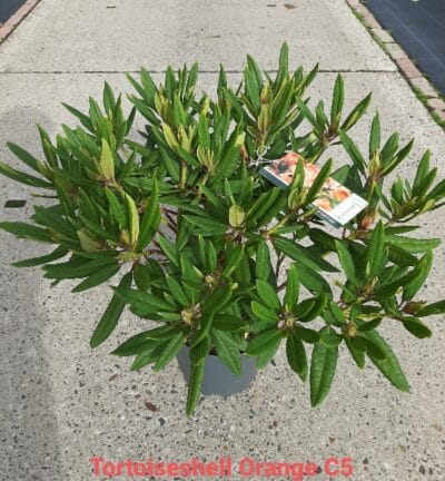 Rhododendron 'Tortoiseshell Orange' - Dwergrhododendron