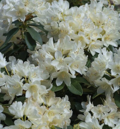 Rhododendron yakushimanum 'Golden Torch' - Dwergrhododendron