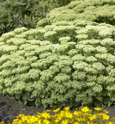 Sedum spectabile 'Stardust' - Hemelsleutel