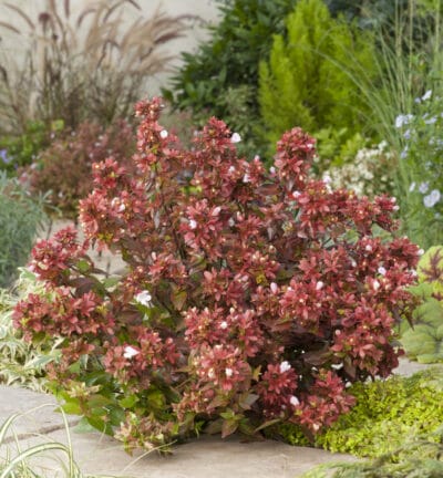Abelia grandiflora 'Mystic Daydream' - Abelia