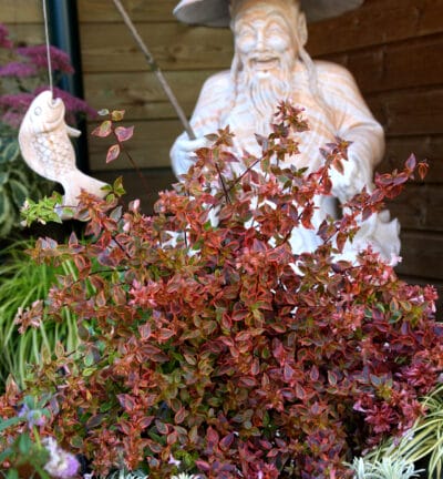 Abelia grandiflora 'Sunshine Daydream' - Abelia