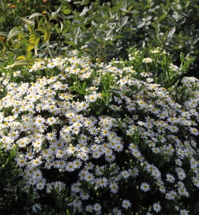 Aster ageratoides 'Starshine' - Aster