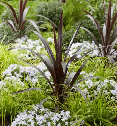 Cordyline australis 'Superstar' - Koolpalm