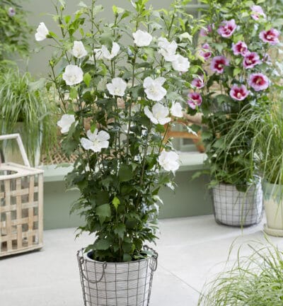 Hibiscus syriacus 'Flower Tower White' - Altheastruik