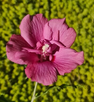Hibiscus syriacus 'Flower Tower Ruby' - Altheastruik