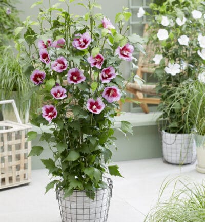 Hibiscus syriacus 'Flower Tower Purple' - Altheastruik