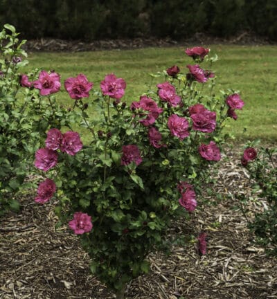 Hibiscus syriacus 'Magenta Chiffon®' - Altheastruik