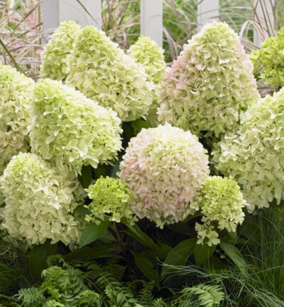 Hortensie paniculata 'Little Fresco' - Hortensie