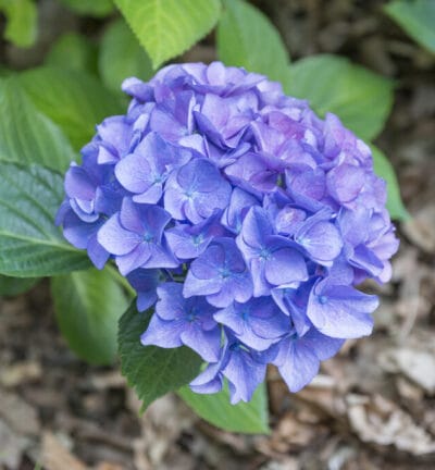 Hydrangea macrophylla 'Bodensee' - Hortensia