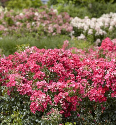 Rosa 'Lipstick' - Trosroos