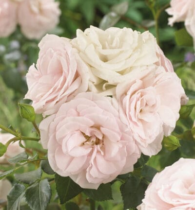 Rosa 'Aspirin Rose' - Trosroos