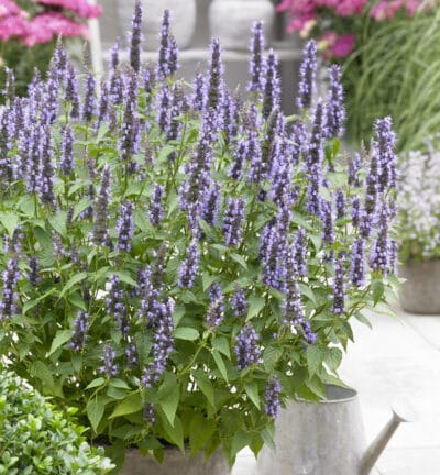 Agastache rugosa 'Little Adder' - Dropplant
