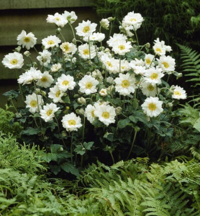 Anemone hybrida 'Whirlwind' - Herfstanemoon