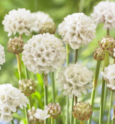 Armeria maritima 'Armada White' - Engels Gras