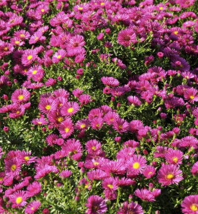 Aster dumosus 'Jenny' - Herfstaster