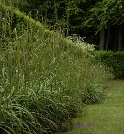Carex pendula - Hänge-Seegras