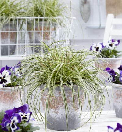 Carex oshimensis EverColor® 'Evercream' - Zegge