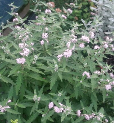 Caryopteris clandonensis 'Pink Perfection' - Roze blauwbaard