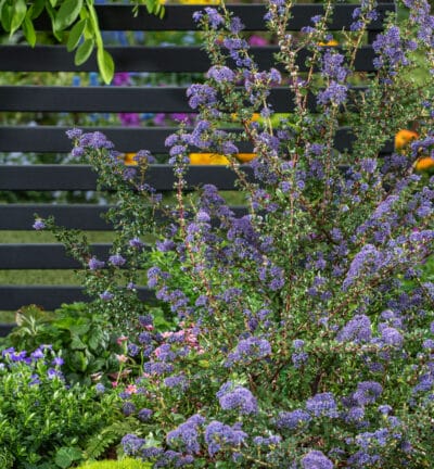 Ceanothus impressus 'Blue Jeans' - Amerikaanse Sering