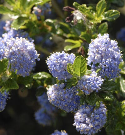 Ceanothus repens 'Blue Mound' - Amerikaanse Sering