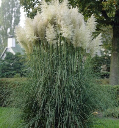 Cortaderia Selloana 'White Feather' - Pampasgras