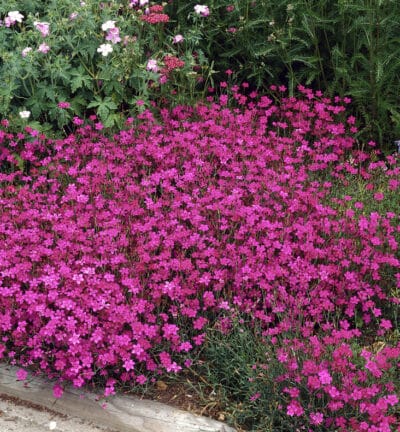 Dianthus deltoides 'Brilliant' - Grasanjer