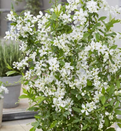 Exochorda racemosa 'Niagara' - Parelstruik